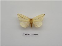 藏品(臺灣角莖舟蛾)的圖片